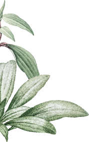 Herbal medicine for immune support